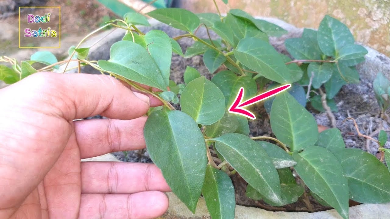 Maag,Asam Urat,Rematik,Kebas-Kebas,Kolestrol Sembuh Total Dengan Daun