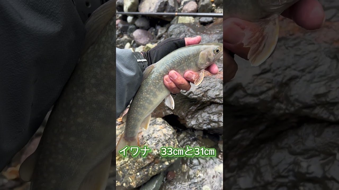 ヤマトイワナ　33センチ　剥製 2026年7月 イワナ33㎝と31㎝ - YouTube