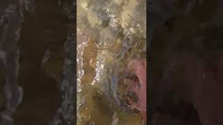 pudding stone at the beach