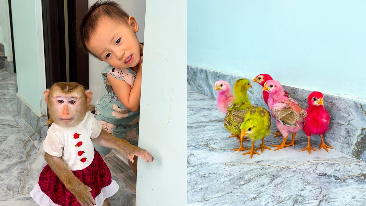 Monkey Kaka and Diem discover a flock of colorful chickens