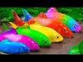 Menangkap ikan glofish ikan mas koki ikan lele  memasak primitif  stop motion asmr