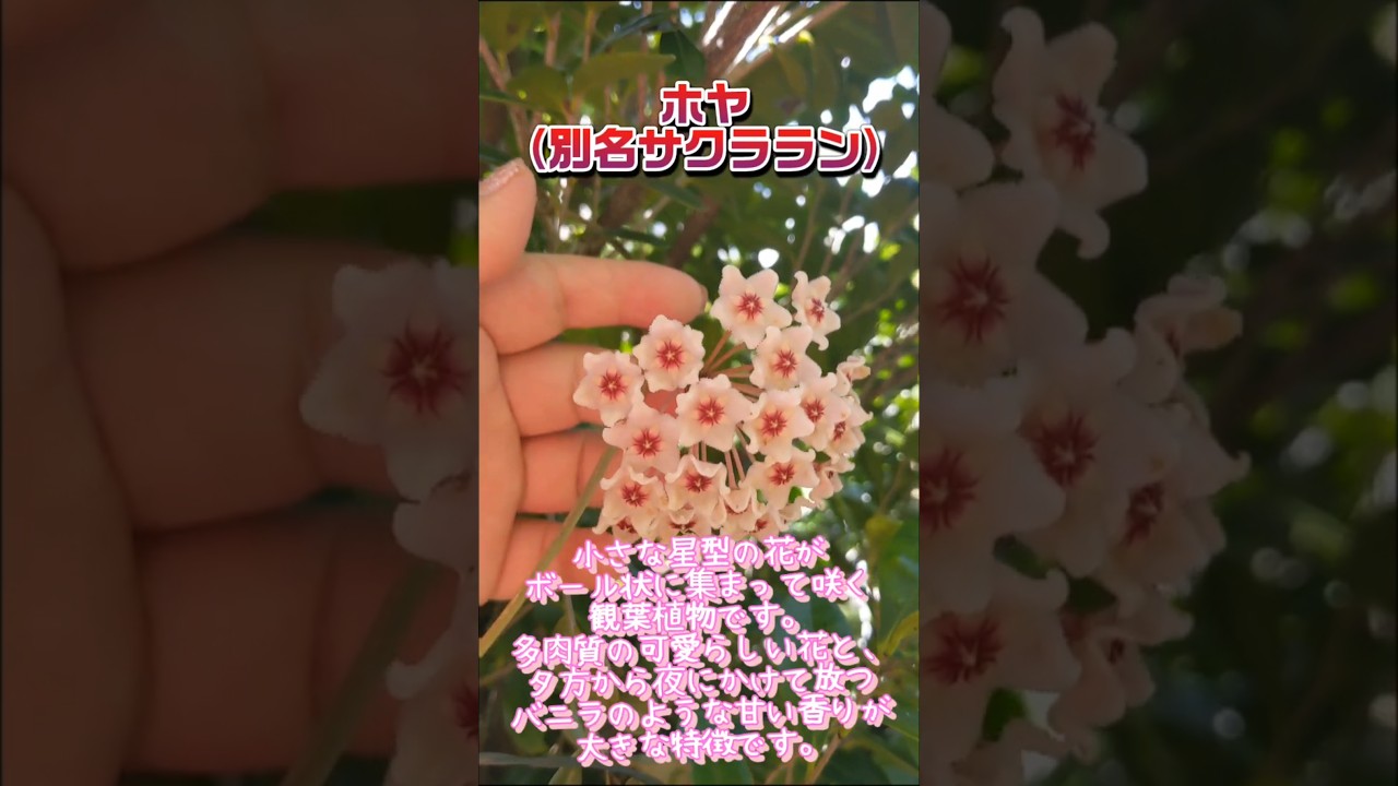 Hoya (also known as Wax Plant) flower meanings: 
