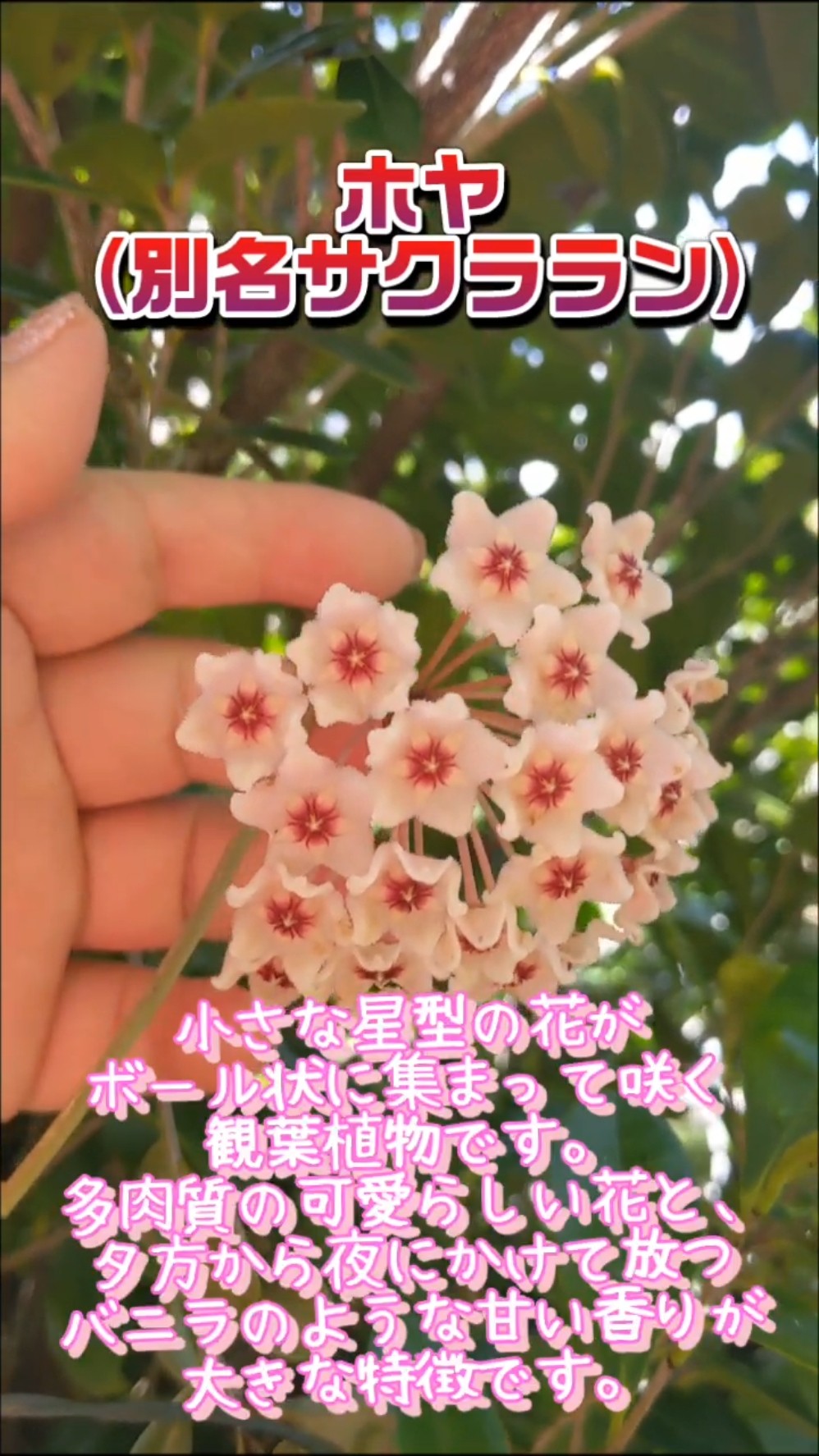 Hoya (also known as Wax Plant) flower meanings: 