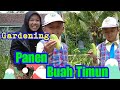 Panen timun di kebun TK Alfaatih - Genteng | Cucumber harvest