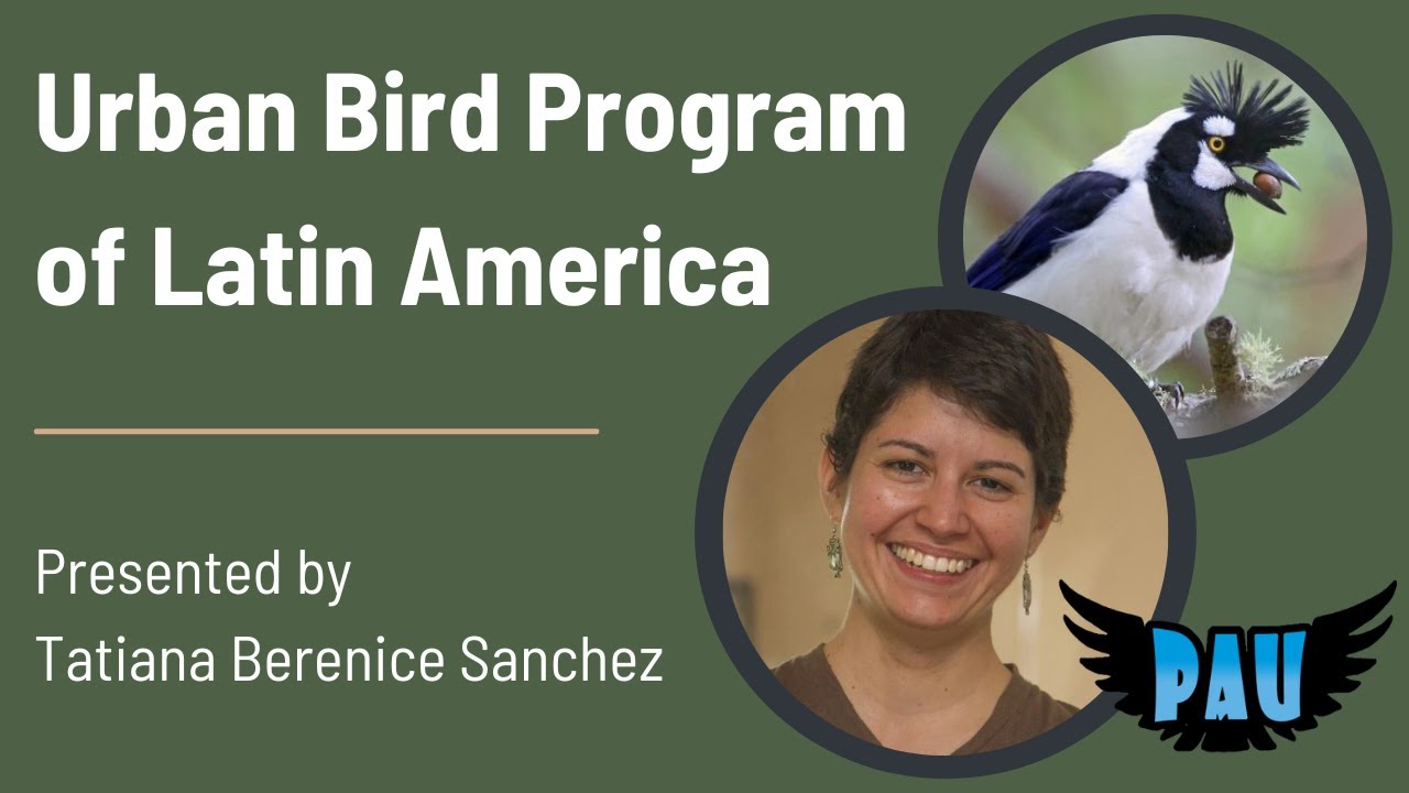 Urban Bird Program of Latin America - YouTube