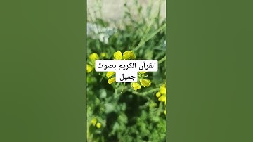 القرآن الكريم بصوت جميل #duet #explore #قرانكريم #قران_كريم #تيك_توك #قران #راحة_نفسية #اكسبلور