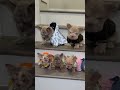 Top level frenchies. Class is in session