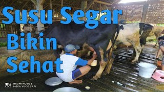 Cara Memeras Susu Sapi Segar..... Milik Pak Dwi Malang Jawa Timur