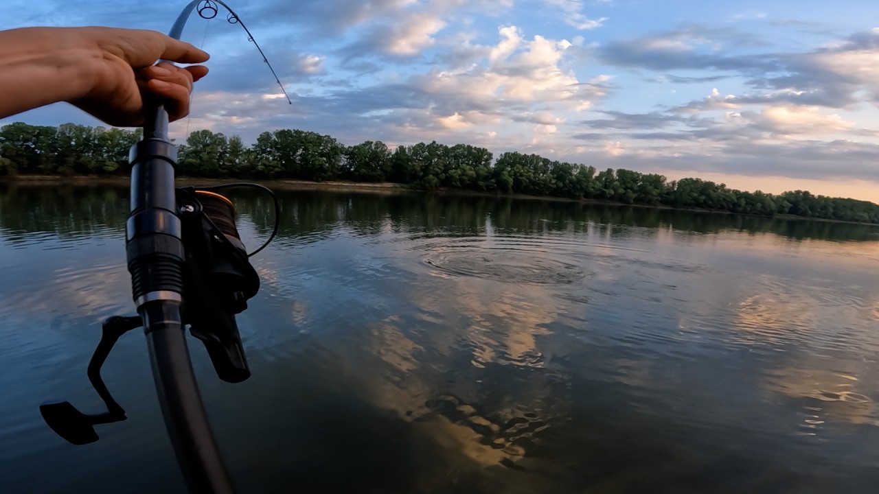 ОГРОМНЫ РЕЧНОИ АМУР ! СЛАБОНЕРВНЫМ НЕ СМОТРЕТЬ ! БЕЛЫЙ АМУР ! Трофейный амур ! Ловлю БЕЛОГО АМУРА