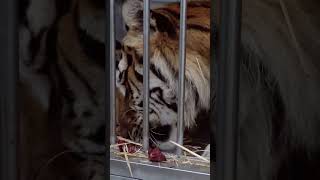 Why Circus Tigers Struggle to Eat #natgeo #ExtremeAnimalTransport #TigerRescue