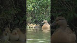 Duck stretches, gets going with her ducklings
After taking a few minutes to rest, a Mallard (Anas platyrhynchos var. domesticus) stretches a bit and then gets going with her ducklings, in a stream at Shadow Creek Ranch Nature Trail, in Pearland, TX, USA. Duck stretches, gets going with her ducklings