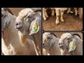 Buy your breeding stock like apro 2023goats and sheep