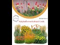 Pachet plante perene pentru gradini cu soare puternic
