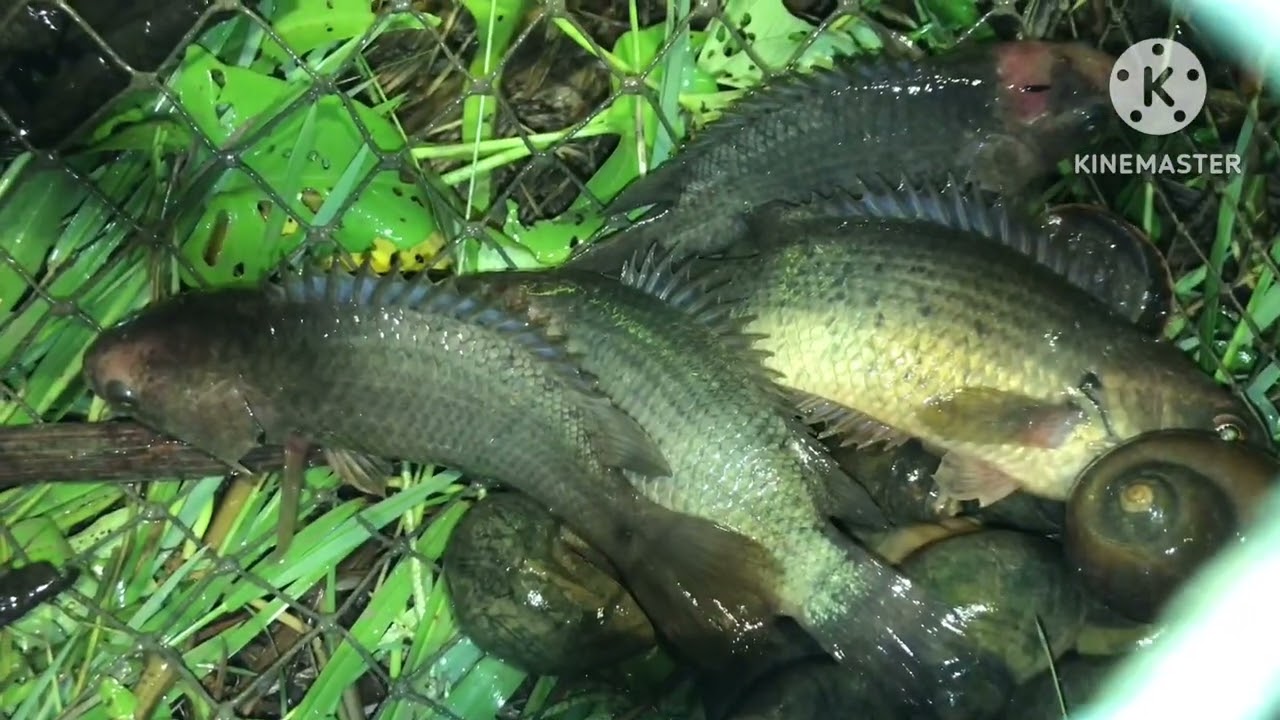 Fishing videos, Fishing-life, 