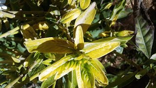 Importancia de Nitrógeno en las plantas