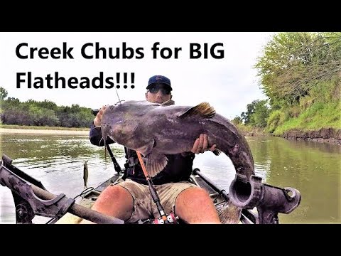 Video: Kapan creek chubs muncul?