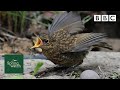 Our spring wildlife webcams live! 🐤🦊🐿 - Sun 31 May - Springwatch - BBC