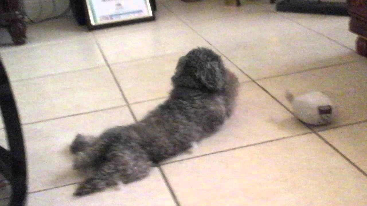 dog-destroy-stuffed-animals-youtube