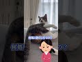 グレるぞ！ボケ〜💢　　　　　　　　　　　保護猫シンとテンの物語