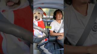 Man Lets His Dog Drive on Every Trip #dog #funnydogs