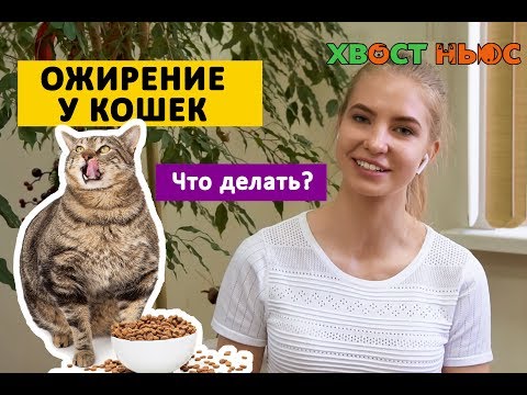 Видео: Кошачье ожирение: как помочь вашей кошке похудеть