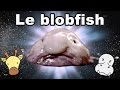 Le blobfish  linstant bio 3