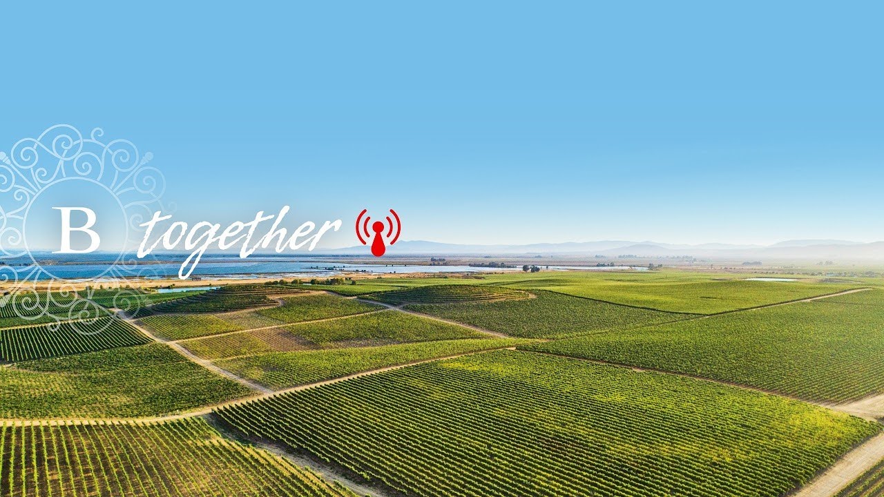 Bouchaine's Live Look into Our Vineyards