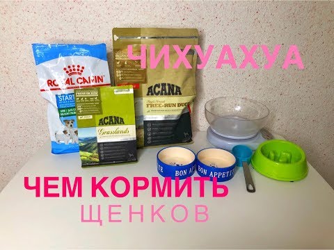 Кормление щенков чихуахуа
