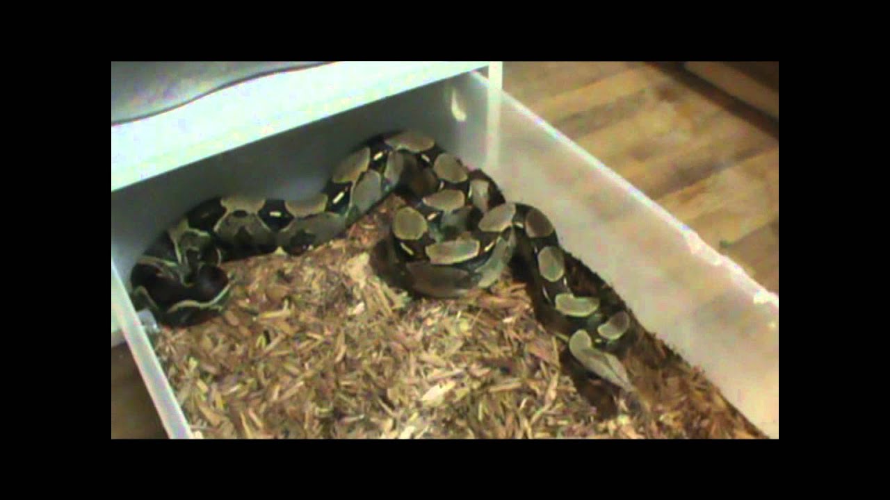 snake oil feeding the boas/update(sort of)