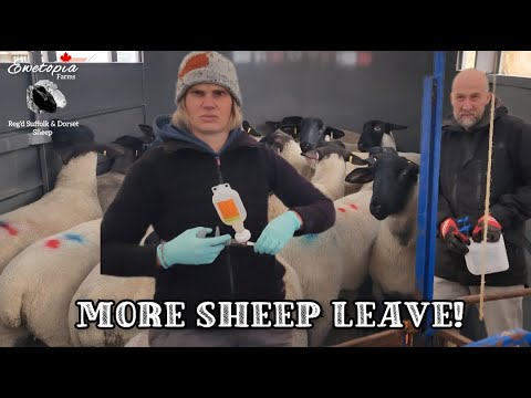 Selling Sheep To Make Room For The New Lambs!