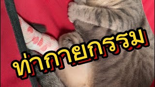 #cat #fullversion #catlover #catvideos @sngng_channel