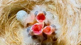 👉 Hand Feeding Baby Canaries 🐣🐣🐣