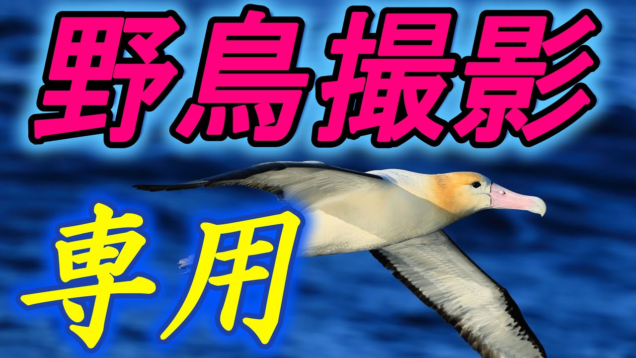 野鳥撮影、専用レンズ - YouTube