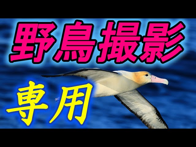 野鳥撮影、専用レンズ - YouTube