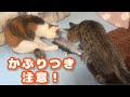 【保護猫】怒っている子猫にプレゼントあげたら可愛いすぎました！I gave a present to an angry kitten and it was too cute!＃保護猫＃子猫＃かわいい