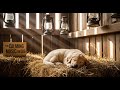 12 hours of Calming Music for Dogs 😌🐾 Soothe Anxiety and Promote Relaxation for Your Pet
