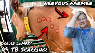 HAS THE DEADLY DISEASE COME BACK!?... TB TESTING THE COWS AGAIN!!!