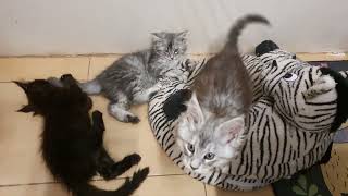 Maine coon kittens playing. Meino meškėnų kačiukai žaidžia @VaidaMurAmurrr