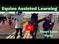 Equine assisted learning  therapy with horses