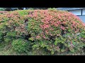 遅咲きツツジ〜、咲き終わり〜枯れたあとも、〜撮ってみた〜