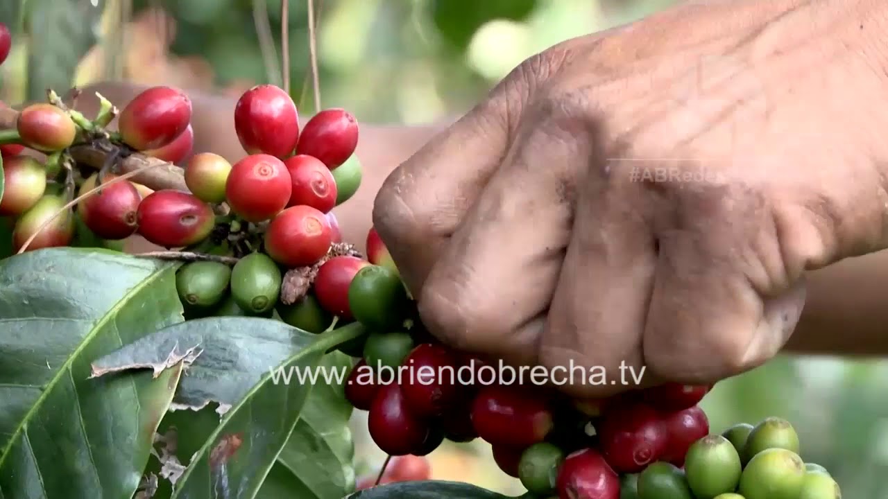 EL MEJOR CAFÉ DEL MUNDO PROVIENE DE HONDURAS YouTube