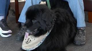 Leigh's Lost & Found: What to know about the dog breed Newfoundlands