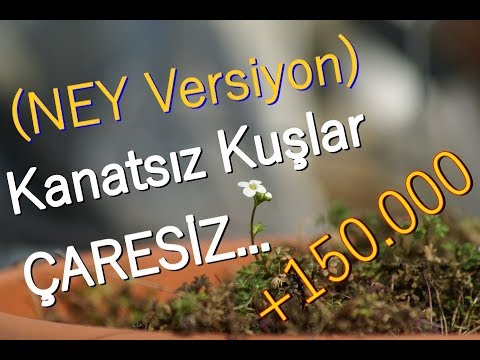 Música de serie de emocional turca -Indefenso Kanatsız Kuşlar - Çaresiz Ney Şemsi Özçiçek & Keman