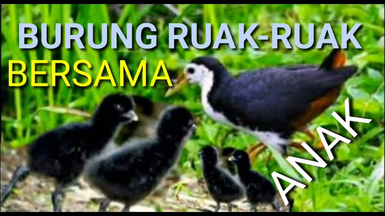 suara burung ruak ruak memanggil anak