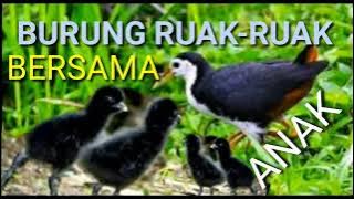 suara burung ruak ruak memanggil anak