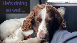 UMV183 - One day at a time with my rescue Spaniel Murphy