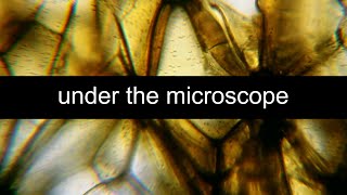 Different plants under the MICROSCOPE // invisible world