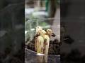 growing green onions like this #gardening #youtubeshorts #youtubvideo #shortsvideo