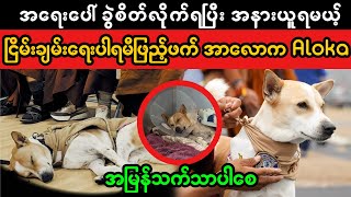 Alokathepeacedog အာလောက အရေးပေါ်ခွဲစိတ်ရ (Superkyawmedia)