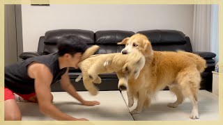 Retriever Mungchi's reaction when his owner Ebbi acts like a dog to entertain him